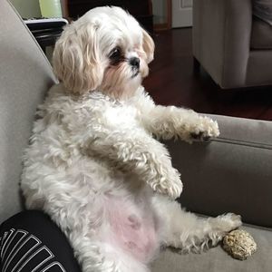 Meet your Posher, Jeffrey